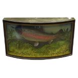 Taxidermy - Rainbow Trout in naturalistic setting and bow-front display case, 'Rainbow Trout. 4lb.