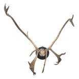 Taxidermy - Reindeer antlers, on circular ebonised mount, H84cm,