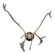 Taxidermy - Reindeer antlers, on circular ebonised mount, H84cm,