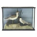 Taxidermy - Arctic Tern and Kittywake, on naturalistic base in glazed case, W64cm, D23cm,