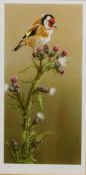 Robert E Fuller (British 1972-): Goldfinch on a Thistle, limited edition colour print No.