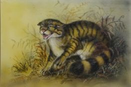 Colin Wilkinson (British 20th century): Study of a Cat, watercolour signed 34cm x 50.
