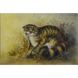 Colin Wilkinson (British 20th century): Study of a Cat, watercolour signed 34cm x 50.