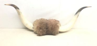 Taxidermy - Pair of polished Highland cow horns,