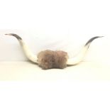 Taxidermy - Pair of polished Highland cow horns,