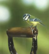 Steven Lingham (British Contemporary): Blue Tit on a Garden Spade,