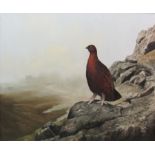 Berrisford Hill (British 1930-): Red Grouse on a Cragside,