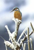 Steven Lingham (British Contemporary): Kingfisher,