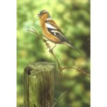 Steven Lingham (British Contemporary): Chaffinch,