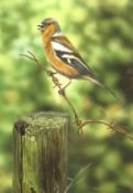 Steven Lingham (British Contemporary): Chaffinch,