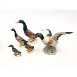 Beswick Shelldrake Duck no. 995 and a Graduated set of Beswick Mallard Ducks no.