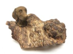 Bronze head of a Labrador mounted upon a large gnarled and weathered rootwood stand L36cm