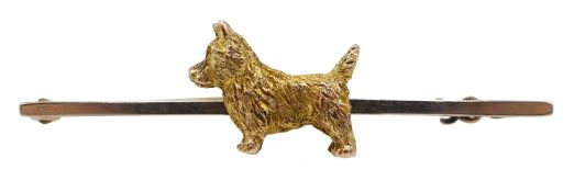 Early 20th century gold Scottie dog bar brooch,