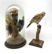 An uncased taxidermy specimen of a Jay (Garrulus glandaris),