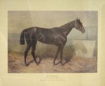 'Bayarda - Winner of the Royal Hunt Cup 1885 - Champion of the Doncaster Cup and Goodwood Stakes