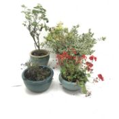 Potted Azalea and Euonymus Silver Queen and three glazed pots (4) Condition Report