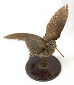 Taxidermy: Curlew (numenius aequath), mounted upon a circular wooden base.