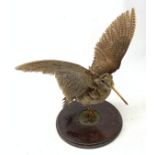 Taxidermy: Curlew (numenius aequath), mounted upon a circular wooden base.