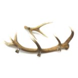 A stags antler candleabra, the six point antler mounted with three sconces, approximately L71cm, tog