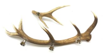 A stags antler candleabra, the six point antler mounted with three sconces, approximately L71cm, tog