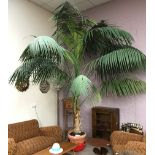 Large palm tree in terracotta pot, approx H400cm