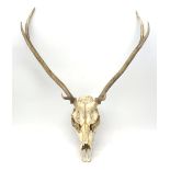 Set of six point Red Deer antlers with skull, W65cm