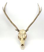 Set of six point Red Deer antlers with skull, W65cm