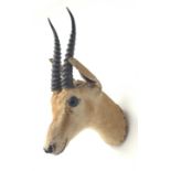 Taxidermy: Indian Gazelle, head neck mount looking straight ahead, H43cm: The species is listed low