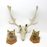 Taxidermy - a Roe Deer head, together with two Fox masks, each mounted upon oak shield.
