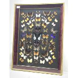 Taxidermy - a framed a glazed collection of Malaysian Butterflies, overall H70.5cm L54.5cm.