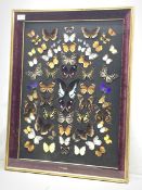 Taxidermy - a framed a glazed collection of Malaysian Butterflies, overall H70.5cm L54.5cm.
