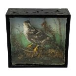 Taxidermy: Late Victorian cased Goshawk, full mount in naturalistic setting, W37cm, H36cm, D13cm