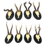 Taxidermy: Roe Buck, eight sets of antlers on matching ebonised oak shields inscribed and dated with