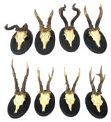 Taxidermy: Roe Buck, eight sets of antlers on matching ebonised oak shields inscribed and dated with