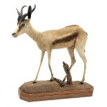 Taxidermy: South African Golden Springbok, full mount in walking pose, mounted upon soil covered gro