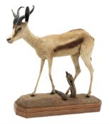 Taxidermy: South African Golden Springbok, full mount in walking pose, mounted upon soil covered gro