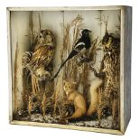 Taxidermy: Late Victorian cased display, comprising Tawny Owl, Long Eared Owl, Magpie, and Red Squir