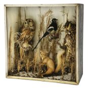 Taxidermy: Late Victorian cased display, comprising Tawny Owl, Long Eared Owl, Magpie, and Red Squir