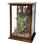 Taxidermy: Victorian cased display, comprising Green Woodpecker, Shrike, and Parrot, in naturalistic