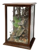 Taxidermy: Victorian cased display, comprising Green Woodpecker, Shrike, and Parrot, in naturalistic