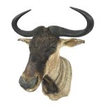 Taxidermy: Blue Wildebeest, shoulder mount, D70cm, W70cm