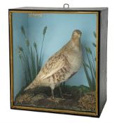 Taxidermy: Late Victorian cased English Partridge by George Harrison, full mount stood upon moss co