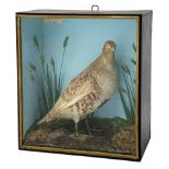 Taxidermy: Late Victorian cased English Partridge by George Harrison, full mount stood upon moss co