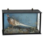 Taxidermy: Victorian cased Pheasant, set in a naturalistic setting, in glazed case, W90cm, H50cm, D2