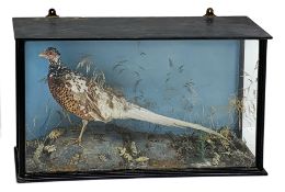 Taxidermy: Victorian cased Pheasant, set in a naturalistic setting, in glazed case, W90cm, H50cm, D2