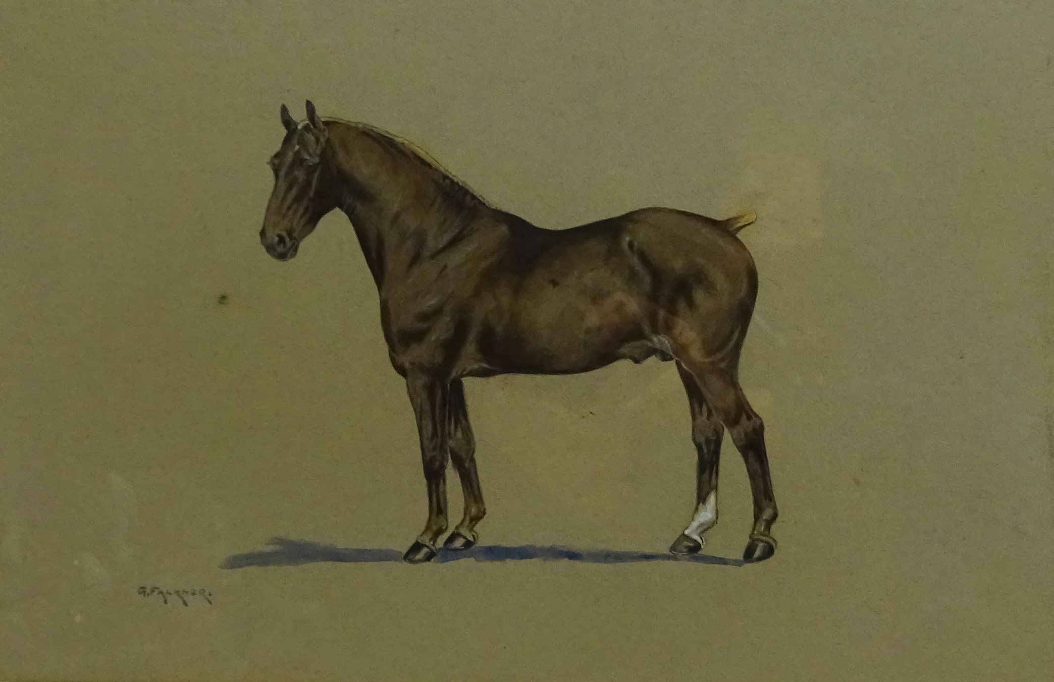 G. Falkner (British early 20th century): Portrait of a Liver Chestnut Stallion, watercolour signed,