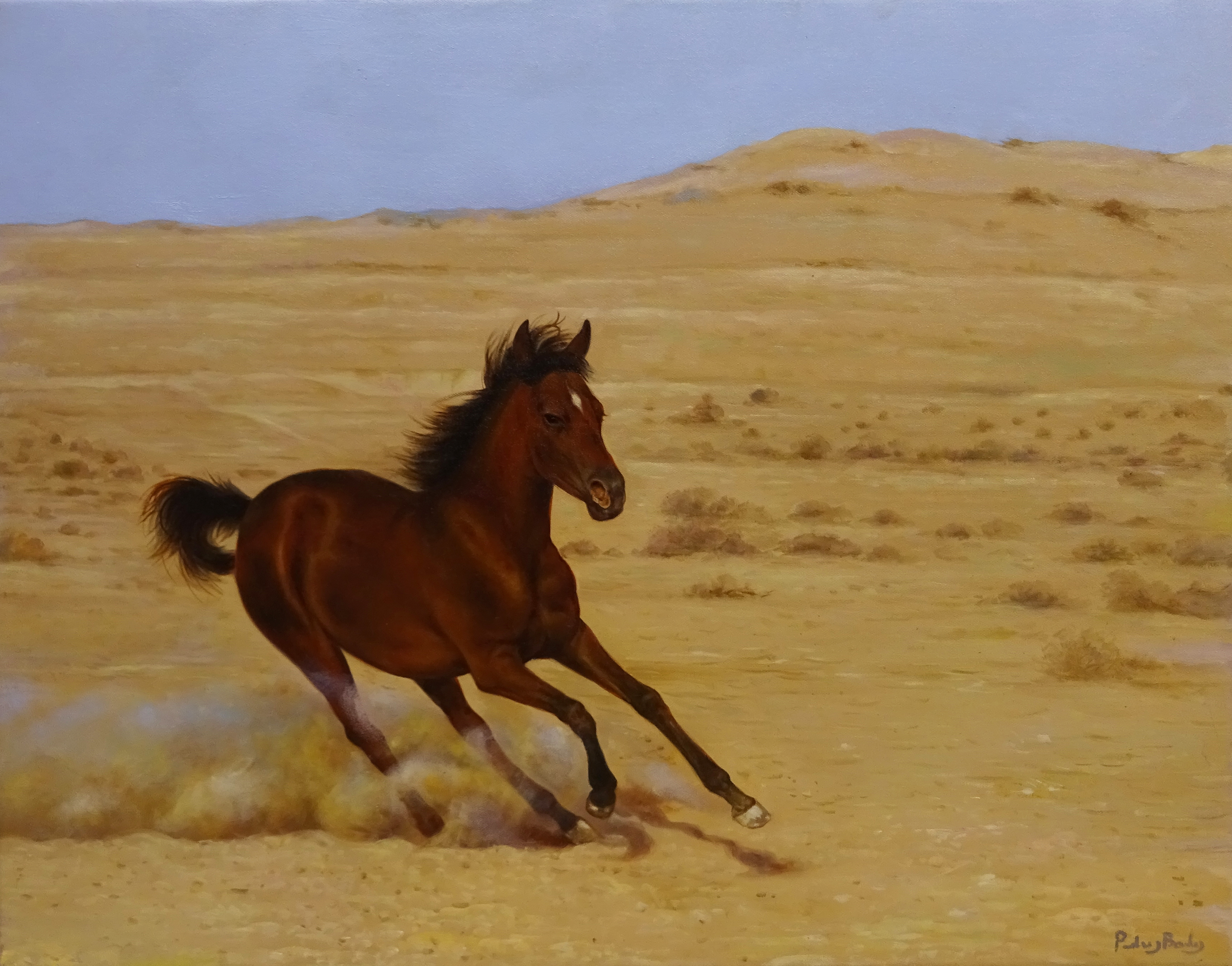 Peter J Bailey (British 1951-): The Arabian - 'Asil', oil on canvas signed, titled verso 56cm x 71cm