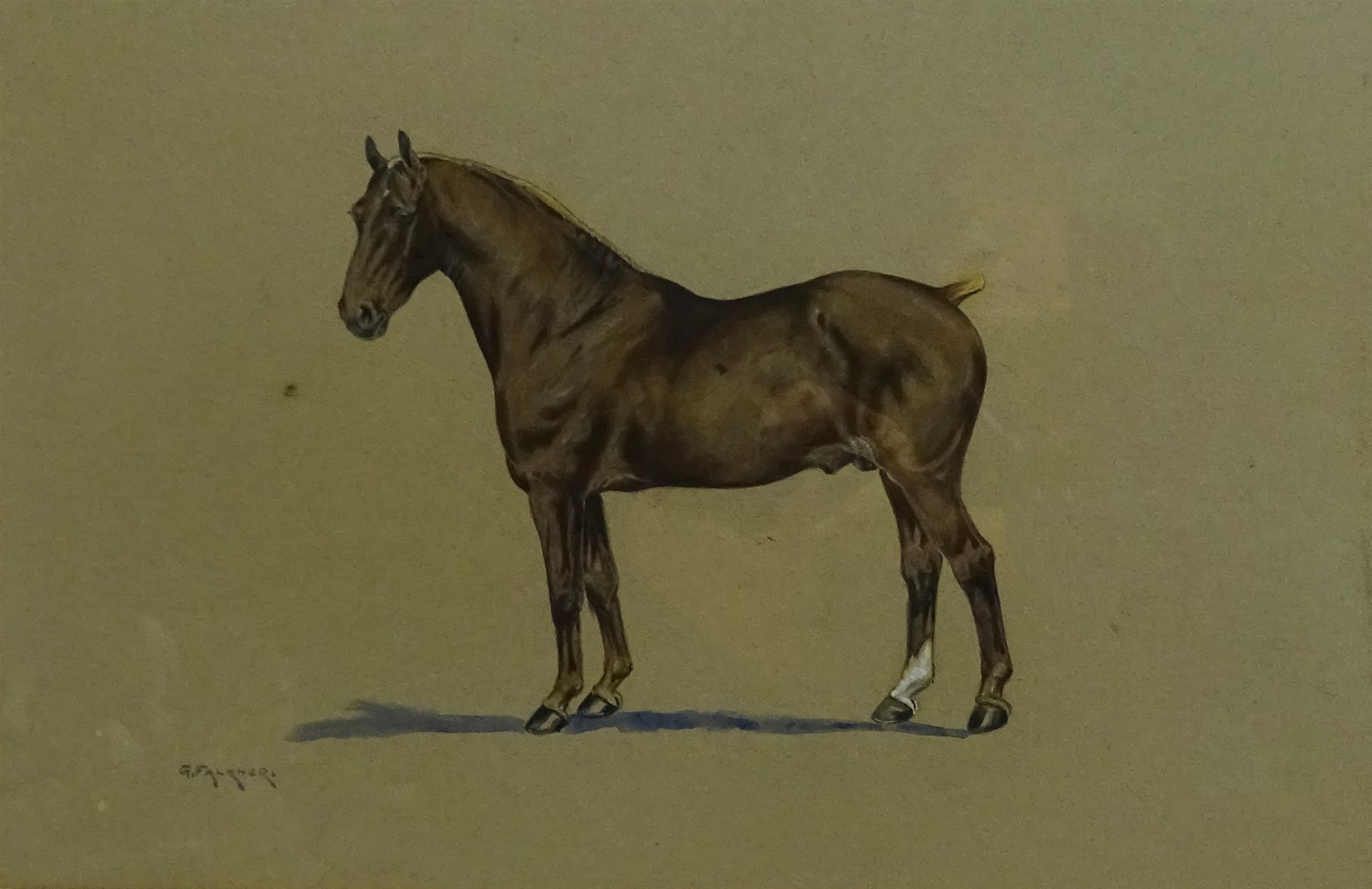 G. Falkner (British early 20th century): Portrait of a Liver Chestnut Stallion, watercolour signed, - Image 2 of 4