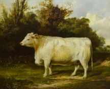 English School (19th century): Portrait of a Whitebred Shorthorn Heifer in Landscape setting, oil on