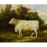 English School (19th century): Portrait of a Whitebred Shorthorn Heifer in Landscape setting, oil on